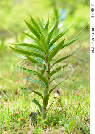 Lily seedlings 31350067