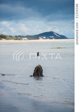 Beachfront at North Point, Moreton Island. 31350386
