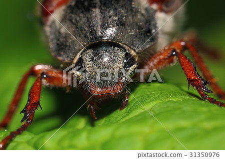 cockchafer at the green leaf 31350976