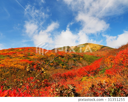 Kurikomayama of autumn leaves Kurikomayama of autumn leaves 31351255