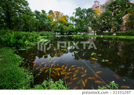 台灣高雄鳳山大東濕地公園Asia Taiwan Kaohsiung Park 31351297