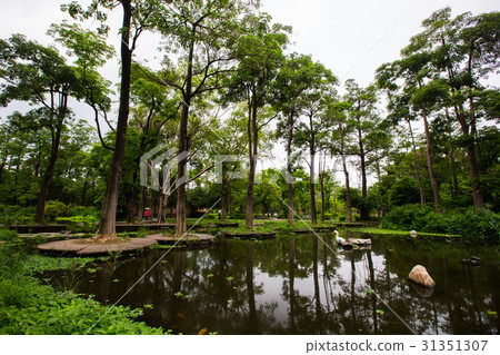 台灣高雄鳳山大東濕地公園Asia Taiwan Kaohsiung Park 31351307