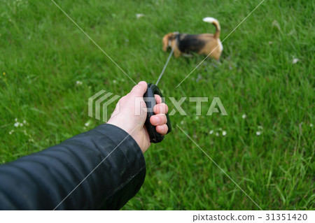 Man's hand holding a Beagle on a leash roulette Man's hand holding a Beagle on a leash roulette 31351420