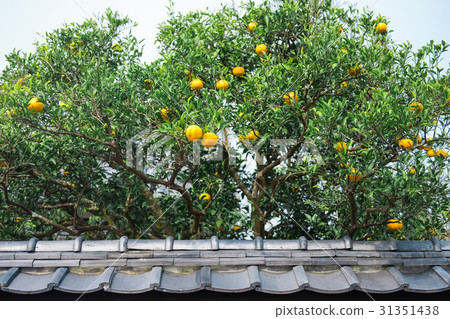Townscape of summer mikan and Hagi 31351438
