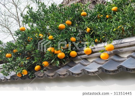 Townscape of summer mikan and Hagi 31351445