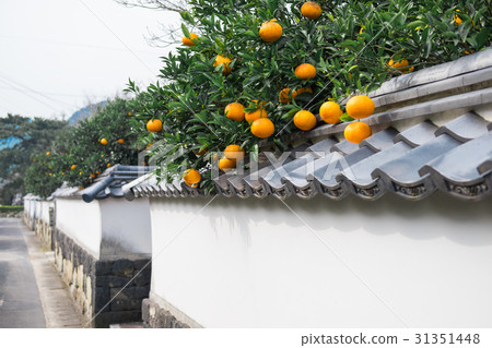Townscape of summer mikan and Hagi 31351448