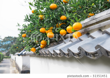 夏天mikan和Hagi的城市景觀 31351451