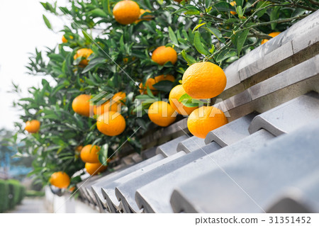 夏天mikan和Hagi的城市景觀 31351452