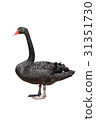 Black Swan 31351730