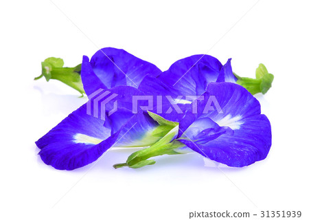 butterfly pea,blue pea,clitoria ternatea  31351939