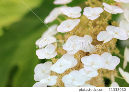 繡球花品種（柏市） 31352080