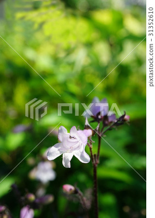 Penstemon·Husker紅色，帶有美麗的淡紅紫色 31352610