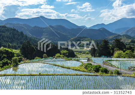 Rice terraces and Akagi Castle Ruins 31352743