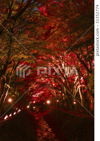 秋季葉子槭樹走廊Kawaguchiko 31352774