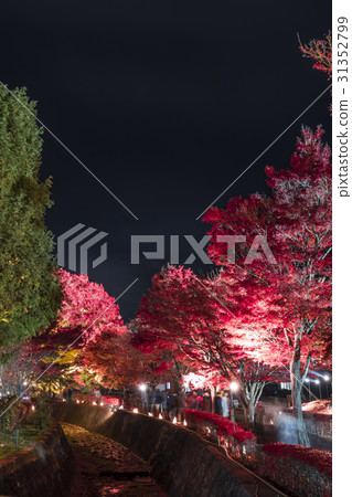 Autumnal leaves maple corridor Kawaguchiko Autumnal leaves maple corridor Kawaguchiko 31352799