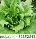 growing vegetable 31352842