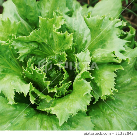 growing vegetable growing vegetable 31352842