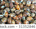 Spotted babylon snail 31352846