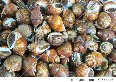 Spotted babylon snail Spotted babylon snail 31352846