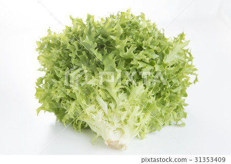 Queen lettuce simple white back photo Queen lettuce simple white back photo 31353409