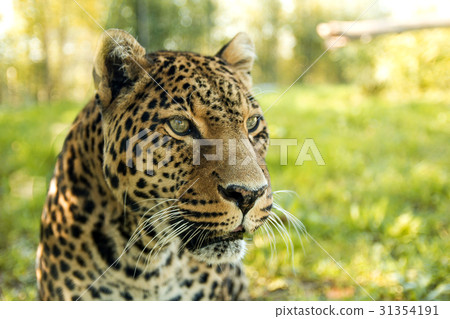 Leopard Leopard 31354191