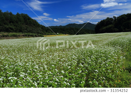 蕎麥麵條領域 31354252
