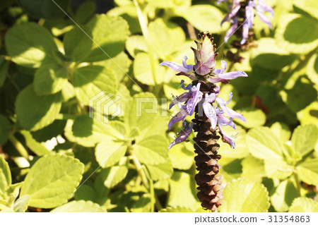 Borujinyu Flower Borujinyu Flower 31354863