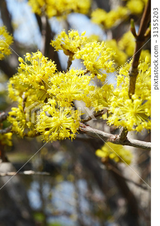 Beautiful flower tree Sanshui Beautiful flower tree Sanshui 31355203