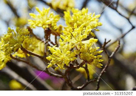 美麗的花樹三水 31355207