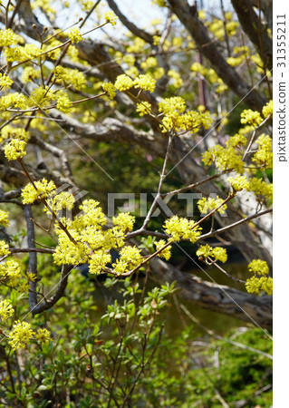 Beautiful flower tree Sanshui Beautiful flower tree Sanshui 31355211