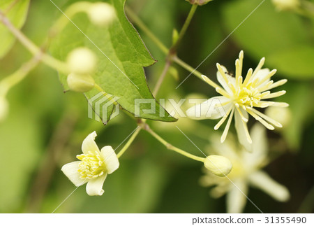 Ryukyu Butsukuru flowers 31355490