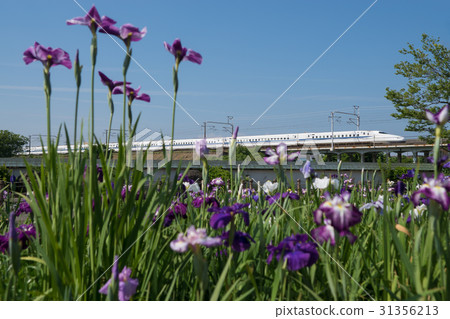 Tokaido Shinkansen N 700 series and flower buds 31356213