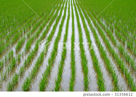 Rice planting 31356612