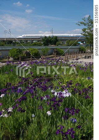 東海道新幹線系列700和虹膜 31356905