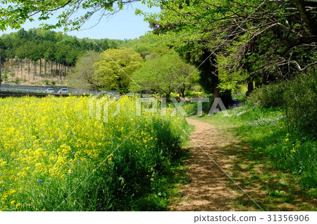 有彈性的satoyama風景 有彈性的satoyama風景 31356906
