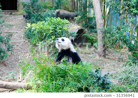 [新加坡]動物園在竹葉前張開脖子的熊貓 31356941