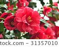 Camellia flower 31357010