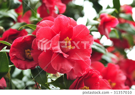 Camellia flower Camellia flower 31357010