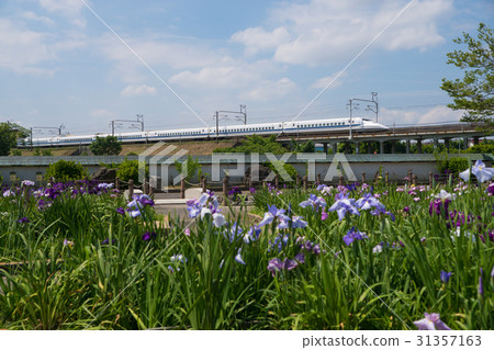 Tokaido Shinkansen Series 700 and irises Tokaido Shinkansen Series 700 and irises 31357163