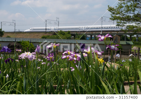 Flower gourd and Tokaido Shinkansen 31357400