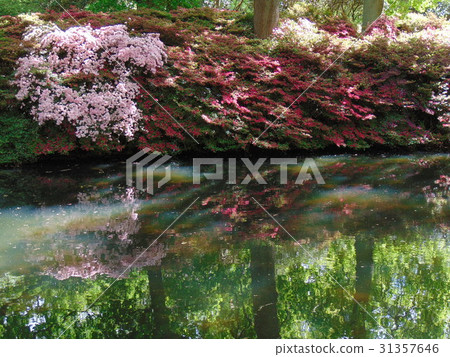 Azaleas shining in the pond in the forest 31357646