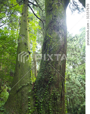 Twins tree of Shishifu Shrine 31357670