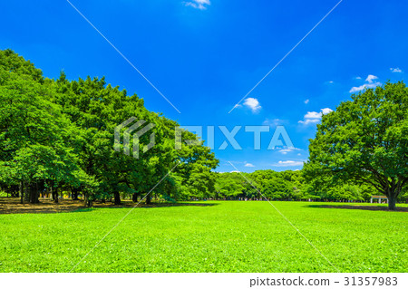 代代木公園在東京夏天 代代木公園在東京夏天 31357983