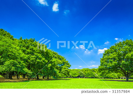 Yoyogi Park in Tokyo Summer 31357984