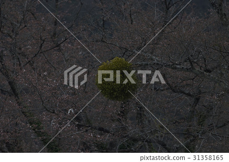 Hirenjaku Hirenjaku 31358165