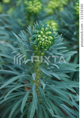 Euphorbia Calaquiau Urfeni 's language is "shining brightly" 31358380