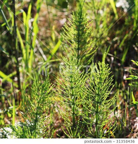 Wild plants - green background of horsetail or 31358436