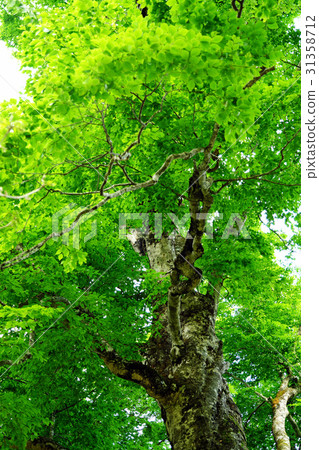 Shirakami mountain fresh green mother tree Shirakami mountain fresh green mother tree 31358712