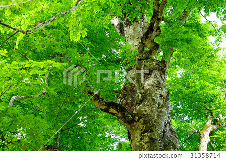 Shirakami mountain fresh green mother tree 31358714