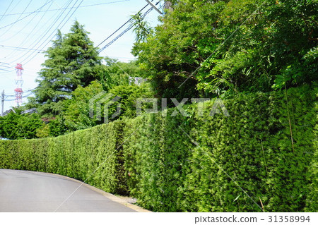 Maki的對沖Itako-shi 31358994